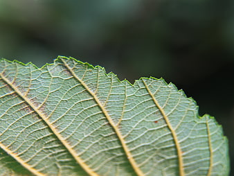 Macro Close-Up of Green Leaf Texture and Veins