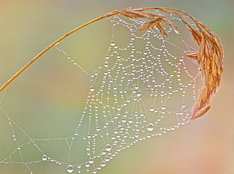 Dew Drops on Spiderweb with Dry Grass
