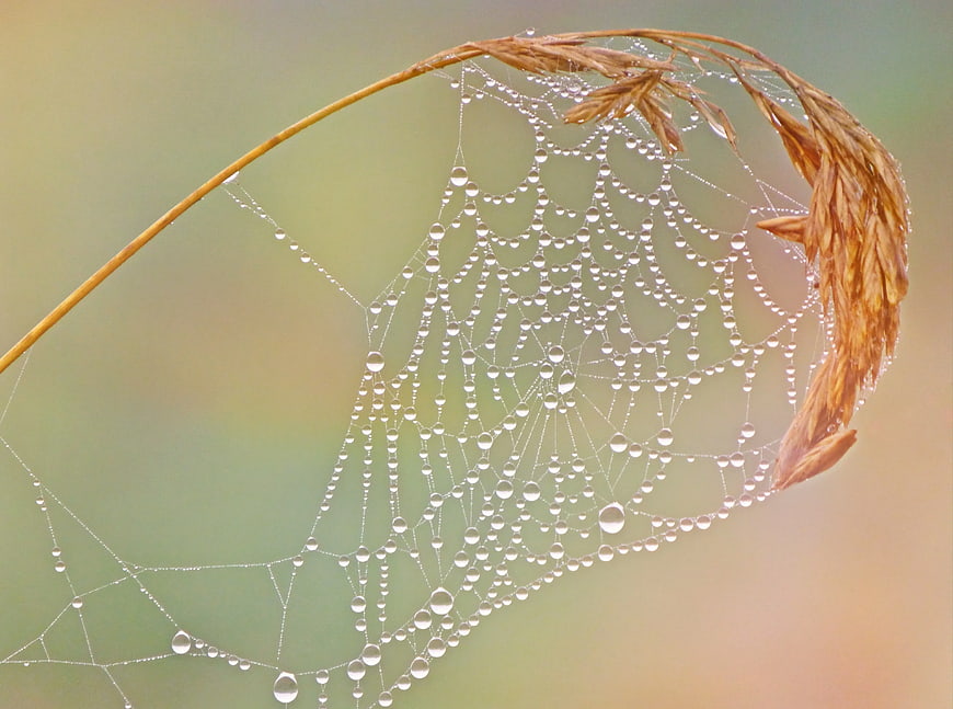 Dew Drops on Spiderweb with Dry Grass