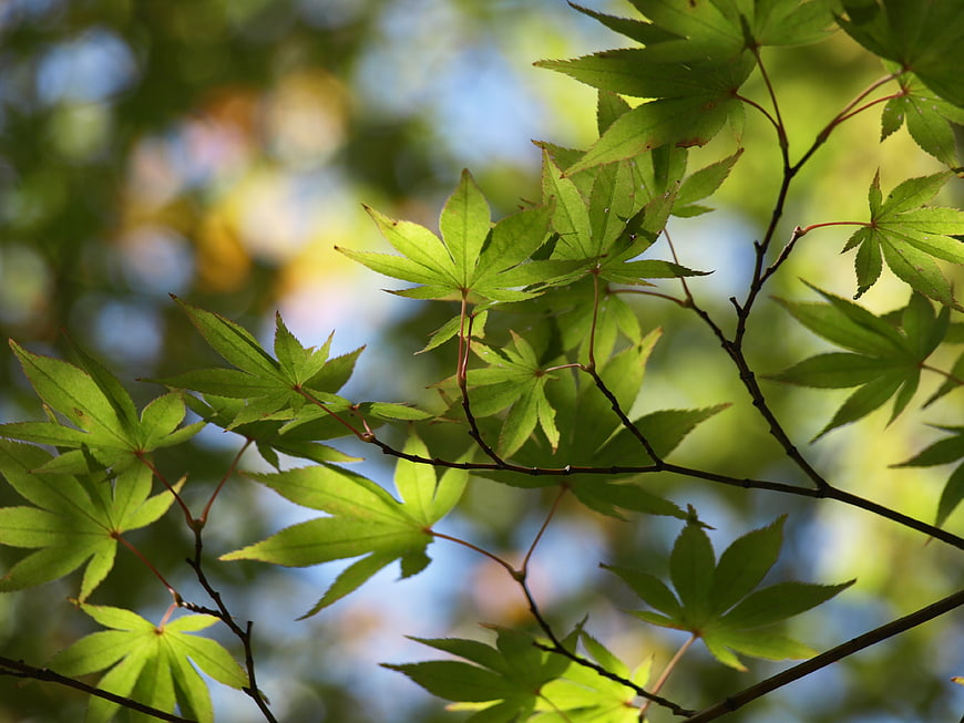 Sunlit Green Maple Leaves on Branches with Bokeh Background