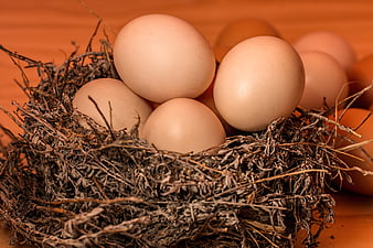 Fresh brown eggs in a rustic dried nest on wooden background