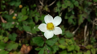 Close-up of a delicate white wildflower with yellow center