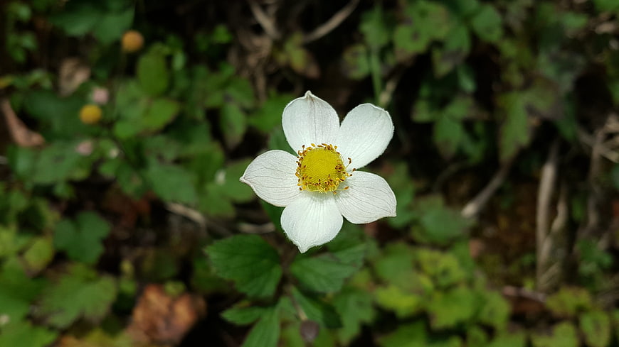 Close-up of a delicate white wildflower with yellow center