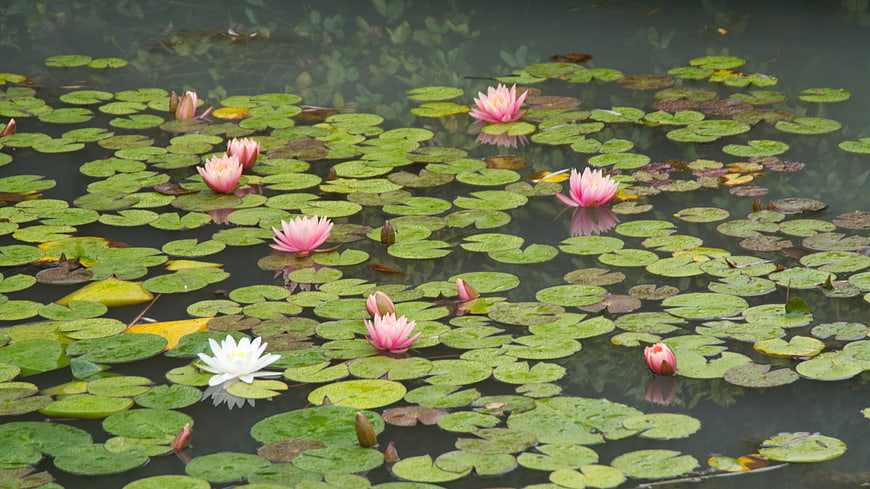 Pink and White Water Lilies Floating on Green Lily Pads in a Pond