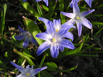 Close-up of vibrant blue spring flowers in sunlight