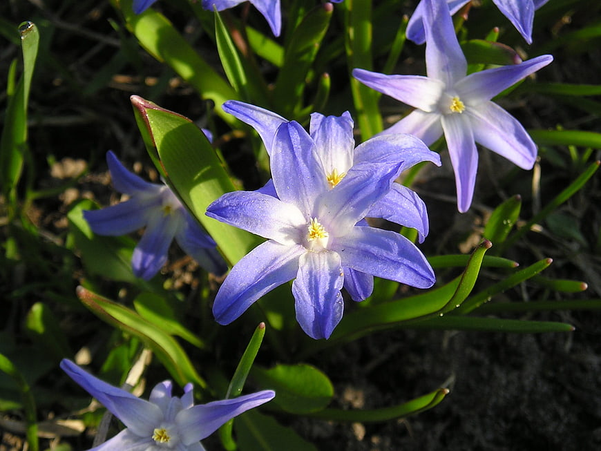 Close-up of vibrant blue spring flowers in sunlight