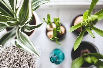 Top view of indoor houseplants and blue glass bottle