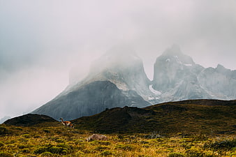 Vicuña and Calf in Misty Patagonian Mountain Landscape