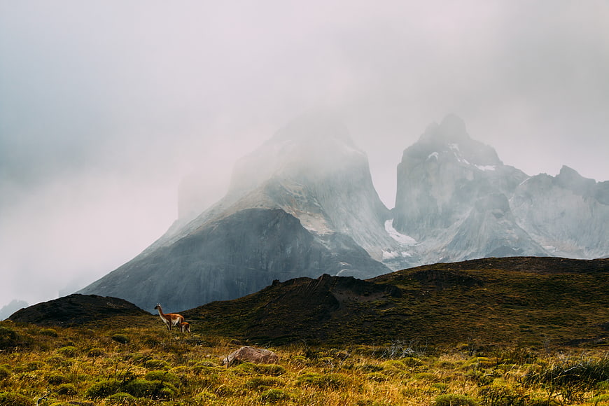 Vicuña and Calf in Misty Patagonian Mountain Landscape