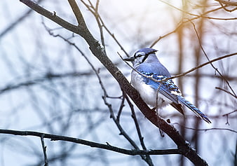 Blue Jay Perched on Snowy Branch in Winter Forest