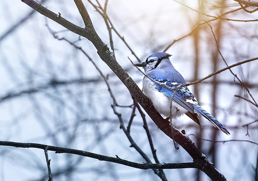 Blue Jay Perched on Snowy Branch in Winter Forest