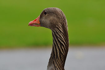 Close-up portrait of a greylag goose head with orange beak