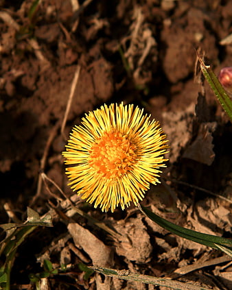 Close-up of a yellow coltsfoot flower blooming in soil