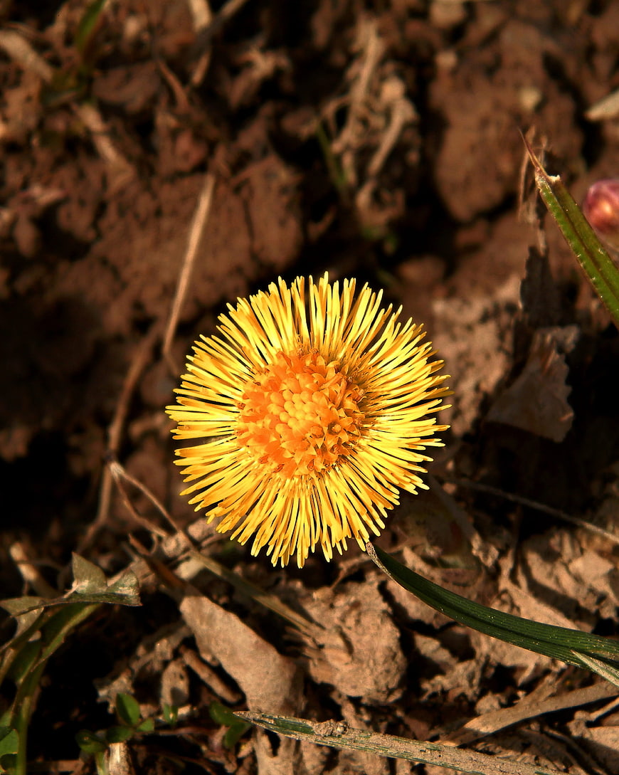 Close-up of a yellow coltsfoot flower blooming in soil