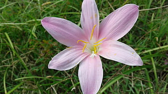 Close-up of Pink Rain Lily Flower in Green Grass