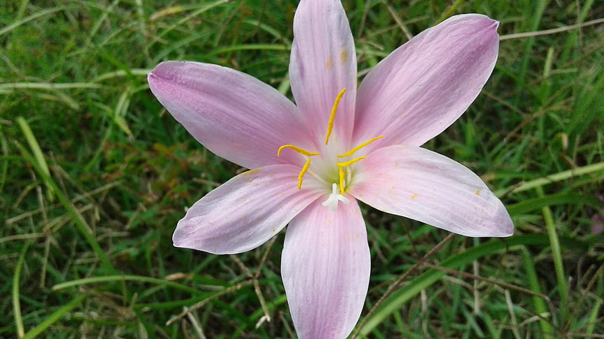 Close-up of Pink Rain Lily Flower in Green Grass