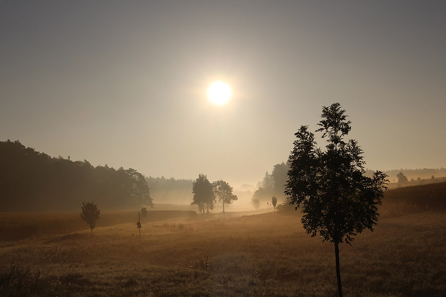 Misty Sunrise Over Rural Landscape with Silhouetted Trees