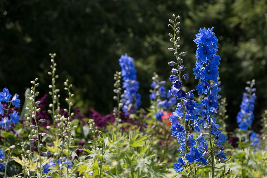 Vibrant Blue Delphinium Flowers in a Summer Garden