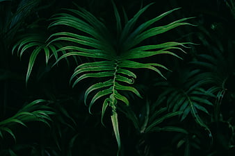 Dark Green Fern Frond Close Up Against Black Background
