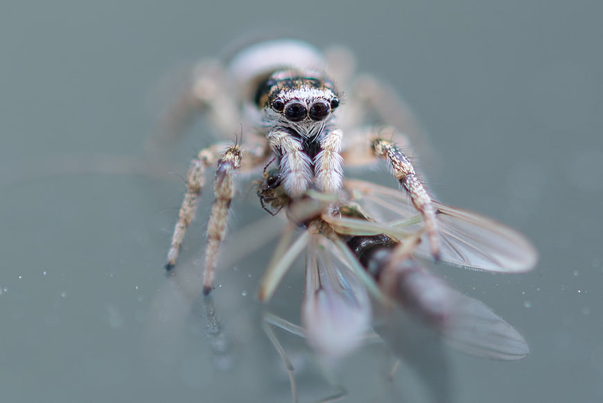 Macro photography of jumping spider eating a fly