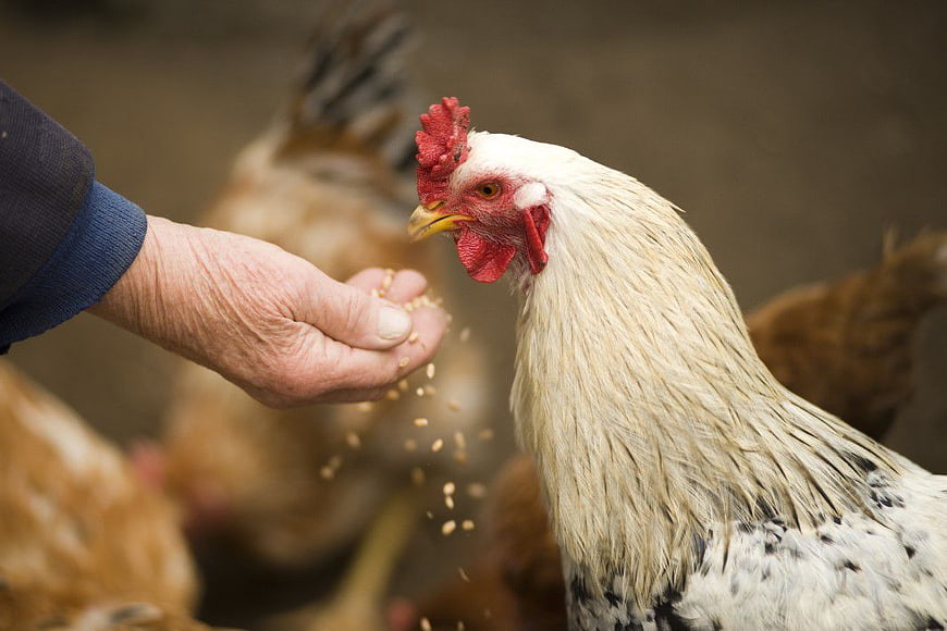 Farmer Hand Feeding White Rooster with Grain