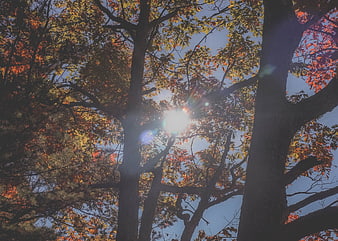 Sunlight shining through autumn trees in a forest