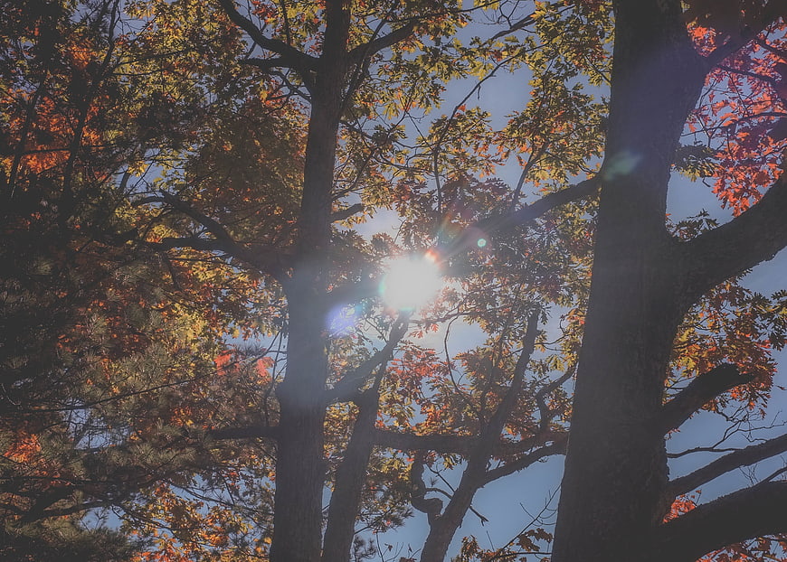 Sunlight shining through autumn trees in a forest
