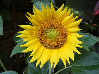 Vibrant Yellow Sunflower Close-Up with Green Leaves