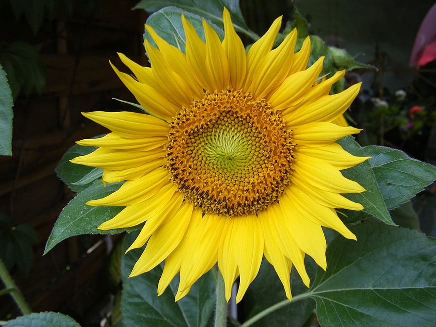 Vibrant Yellow Sunflower Close-Up with Green Leaves