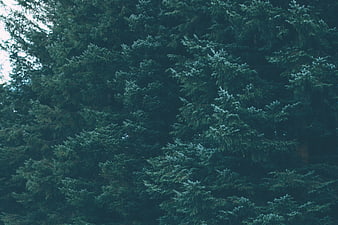 Dark moody evergreen pine tree branches texture background