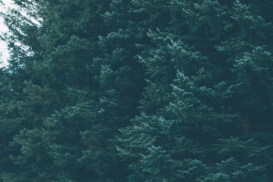 Dark moody evergreen pine tree branches texture background