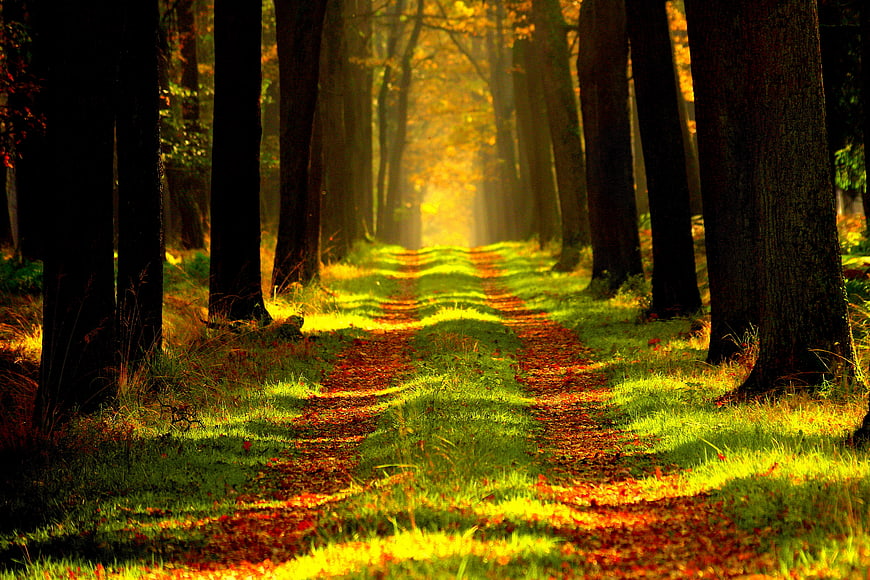 Sunlit Forest Path with Golden Autumn Leaves and Tall Trees