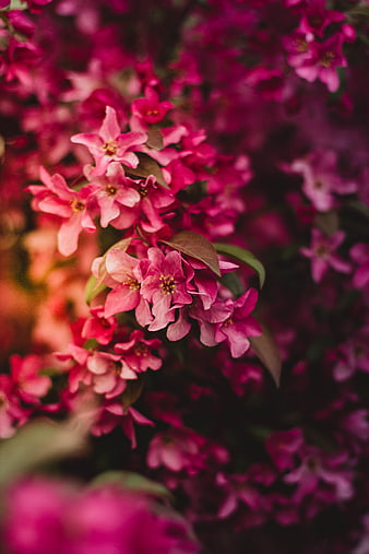 Vibrant Pink Crabapple Blossoms in Spring Bloom