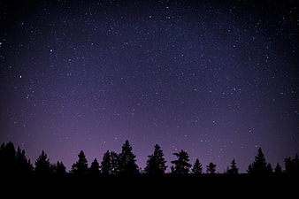 Starry Night Sky Over Silhouetted Pine Forest