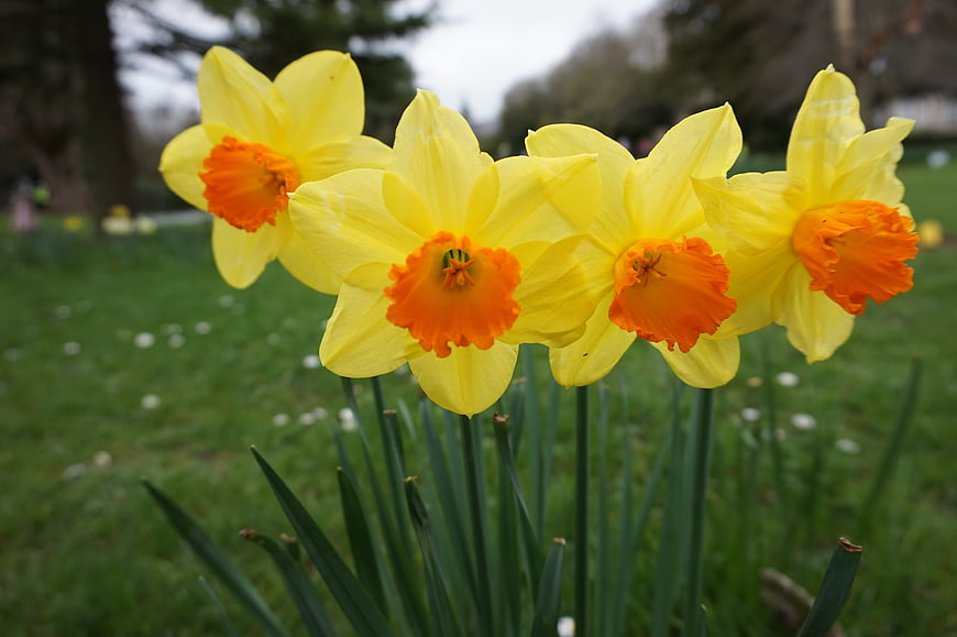 Vibrant yellow daffodils blooming in a green garden
