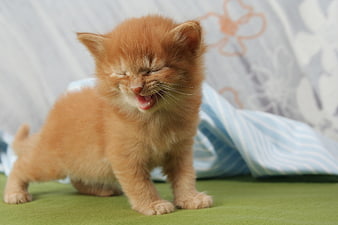 Cute Orange Kitten Yawning on Green Carpet