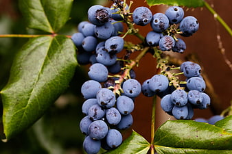 Close-up of ripe blue Oregon grape berries on a branch