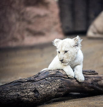 Cute White Lion Cub Resting on a Log