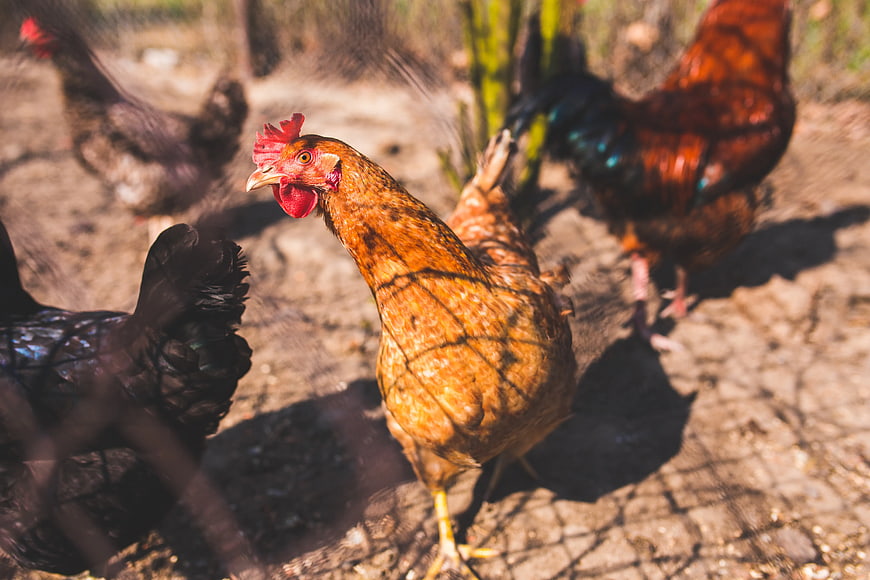 Free Range Brown Hen in Farmyard