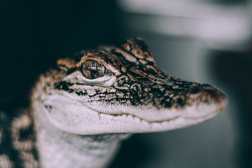 Close-up portrait of a young crocodile head with textured scales