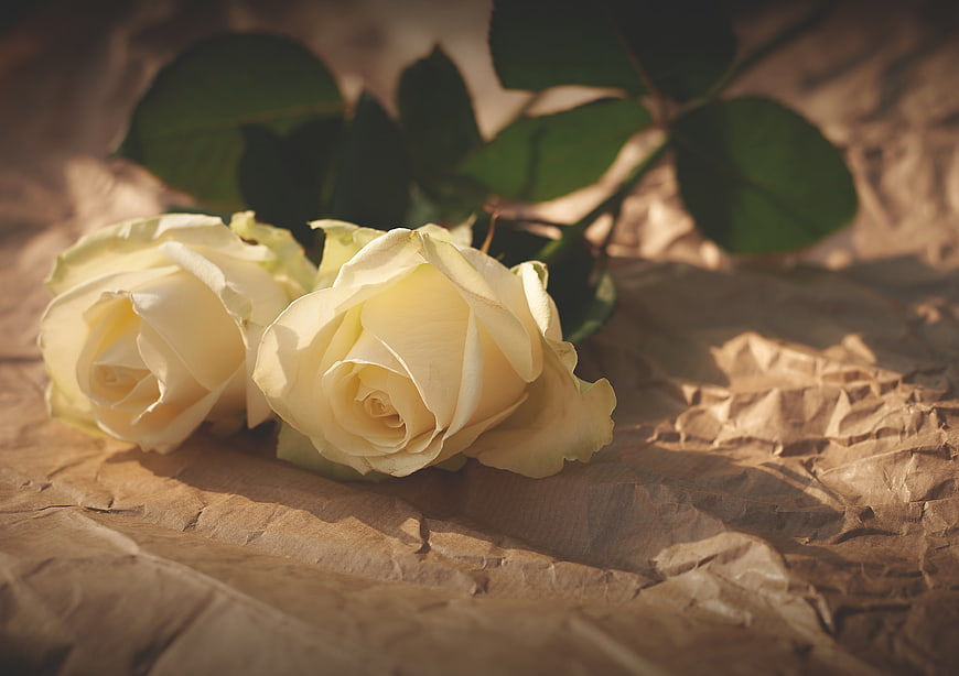 Two white roses on crumpled brown paper background