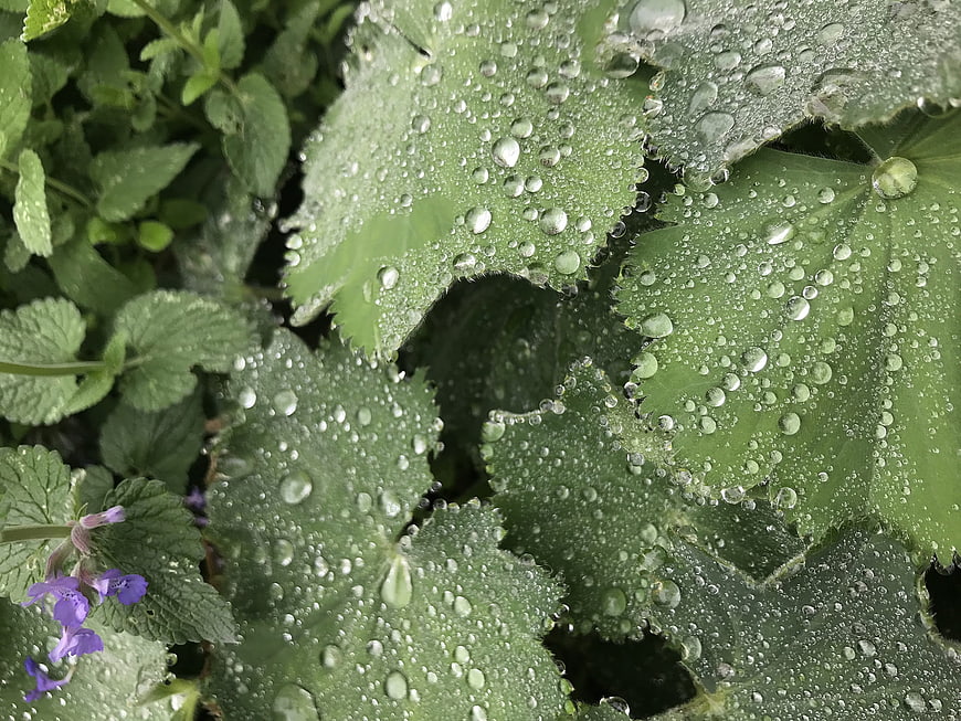 Close-up of green leaves with water droplets and purple flowers