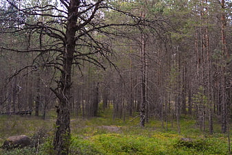 Gloomy Pine Forest with Mossy Ground and Dead Tree
