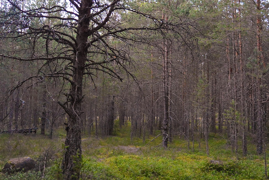 Gloomy Pine Forest with Mossy Ground and Dead Tree