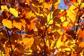 Golden autumn leaves backlit by sunlight against blue sky
