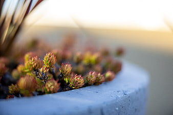 Close-up of succulent plants in a concrete planter with bokeh background