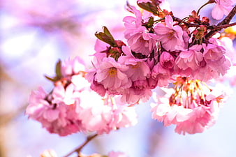 Close-up of pink cherry blossoms on a branch with bokeh background