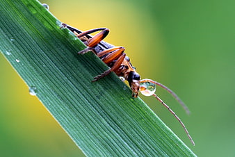 Macro of beetle with water droplet on green leaf