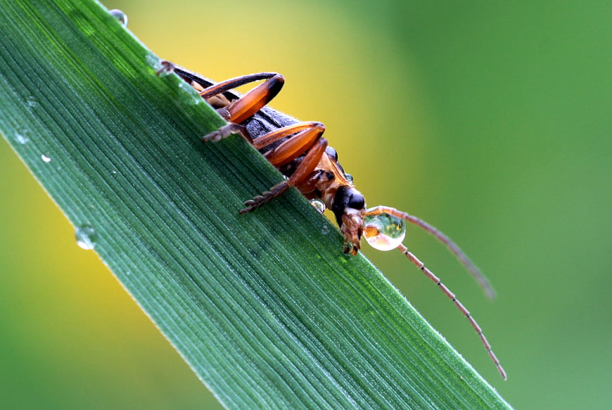 Macro of beetle with water droplet on green leaf