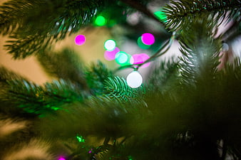 Close-up of Christmas tree branches with colorful bokeh lights
